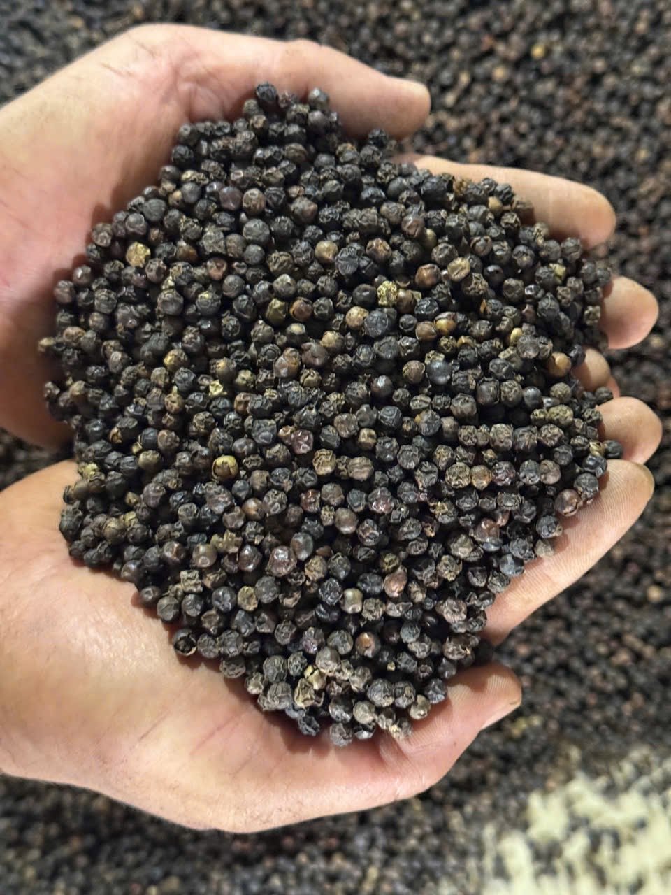 Star anise harvest — MANTIS AGRO