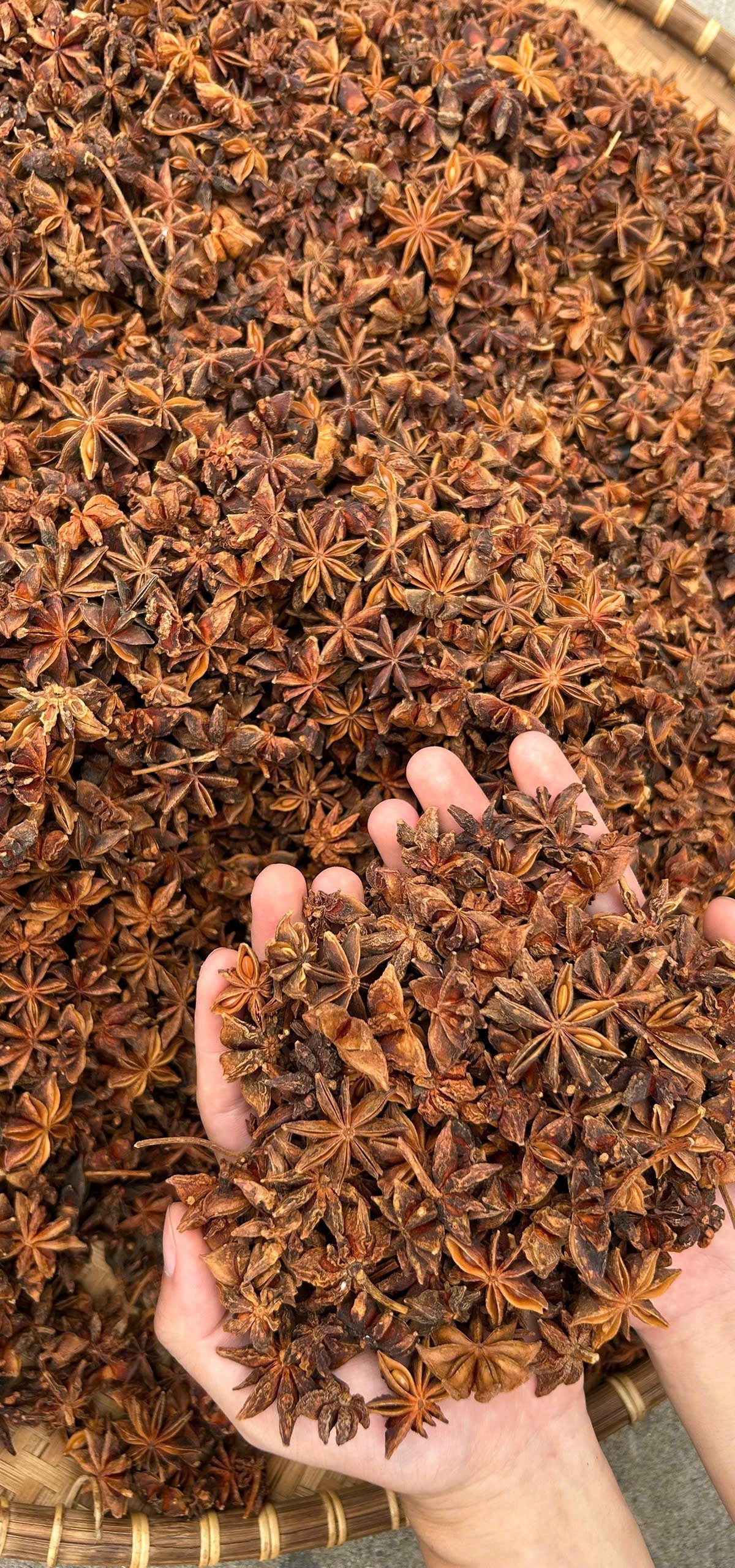 Vietnamese agricultural harvest — MANTIS AGRO